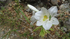 Lilium candidum