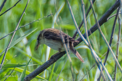 Acrocephalus schoenobaenus