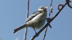 Cyanistes caeruleus
