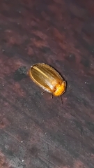 Abscondita