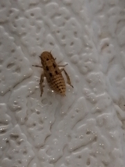 Anoscopus