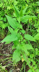 Urtica sondenii