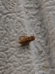 Anoscopus