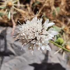 Sixalix atropurpurea