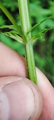 Urtica sondenii