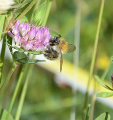 Bombus pascuorum