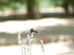Xylocopa violacea