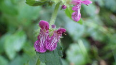 Stachys mexicana