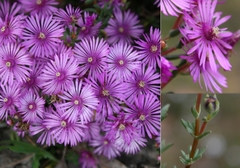 Lampranthus elegans
