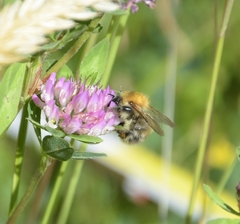 Bombus pascuorum