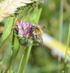 Bombus pascuorum