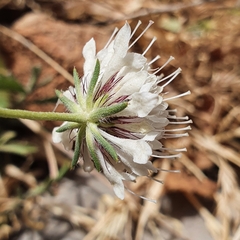 Sixalix atropurpurea