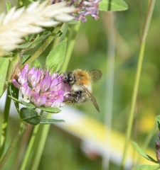 Bombus pascuorum