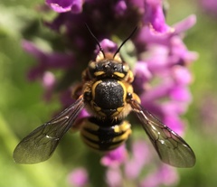 Anthidium