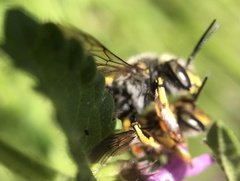 Anthidium