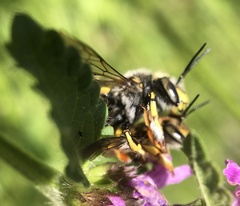 Anthidium