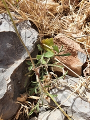 Sixalix atropurpurea