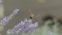 Macroglossum stellatarum