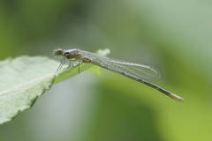 Coenagrion puella