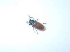 Labidostomis longimana