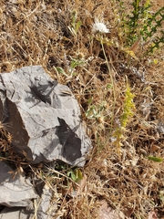 Sixalix atropurpurea