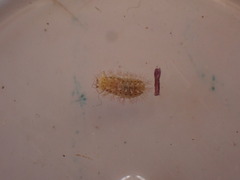 Subcoccinella vigintiquatuorpunctata