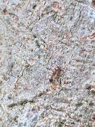Bicolored Pennant Ant photo 6