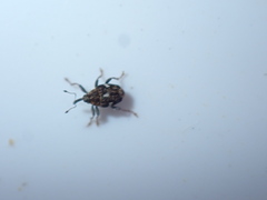 Mogulones asperifoliarum