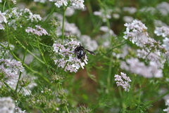 Andrena albopunctata