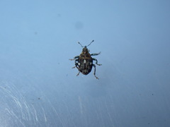 Mogulones asperifoliarum