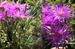 Lampranthus leptosepalus