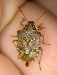 Podisus serieventris
