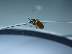 Labidostomis longimana