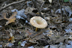 Lactarius repraesentaneus