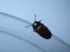 Labidostomis longimana