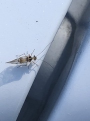 Teliapsocus