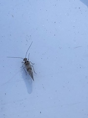 Teliapsocus