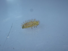 Subcoccinella vigintiquatuorpunctata