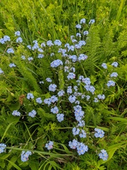 Myosotis lithospermifolia