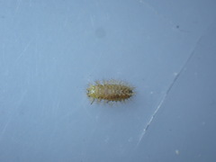 Subcoccinella vigintiquatuorpunctata
