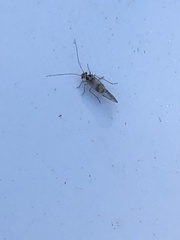 Teliapsocus