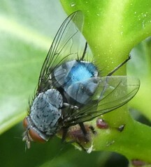 Calliphora