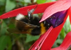 Bombus