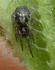 Araneae