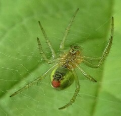 Araniella