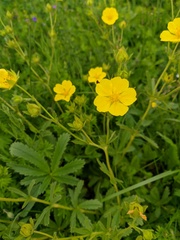 Potentilla umbrosa
