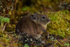 Ochotona macrotis