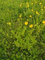 Potentilla umbrosa