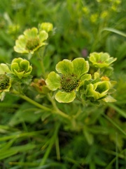 Potentilla umbrosa