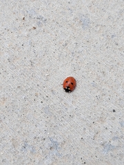 Coccinella septempunctata
